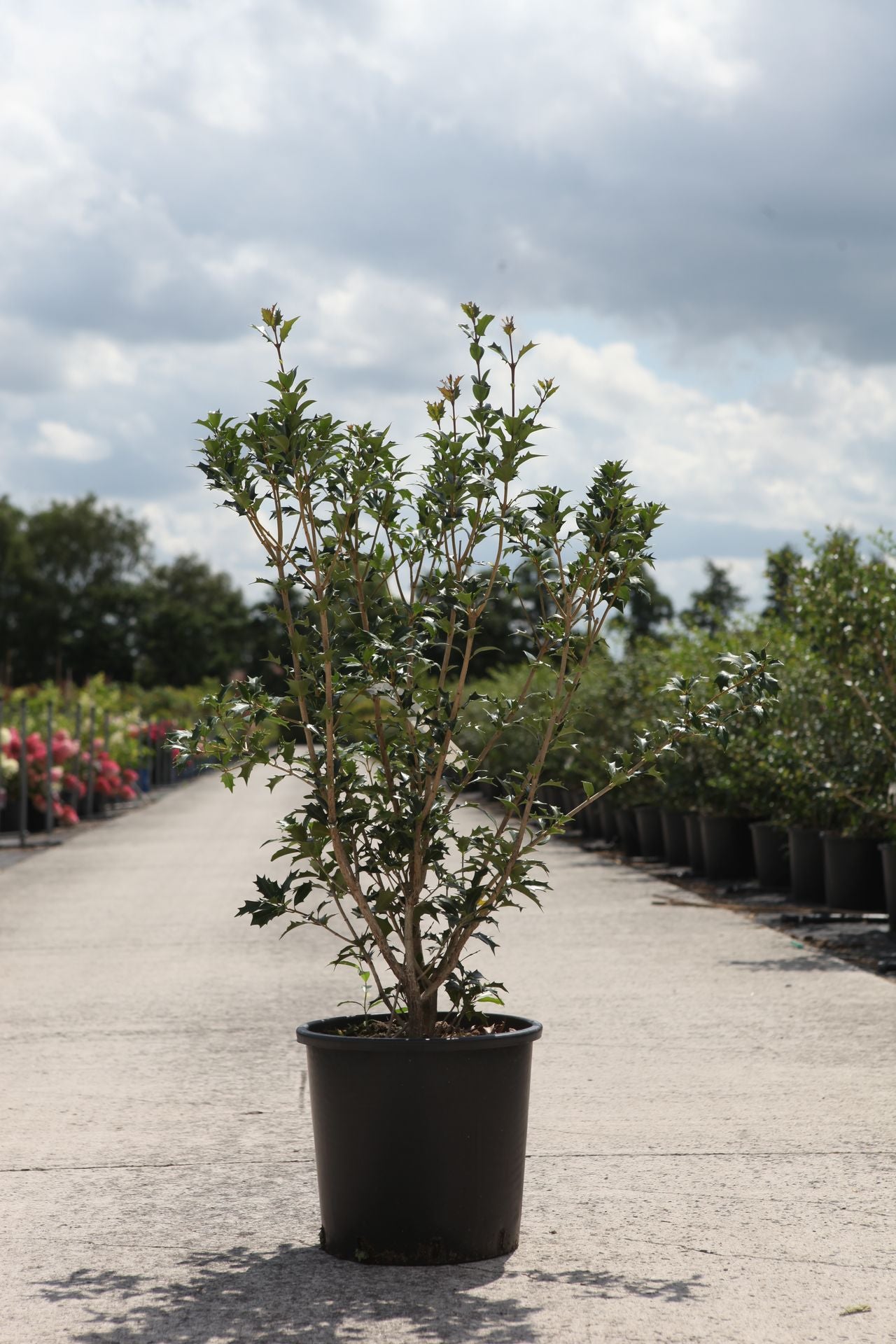 Osmanthus heterophyllus