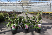 Callicarpa bodinieri 'Profusion'