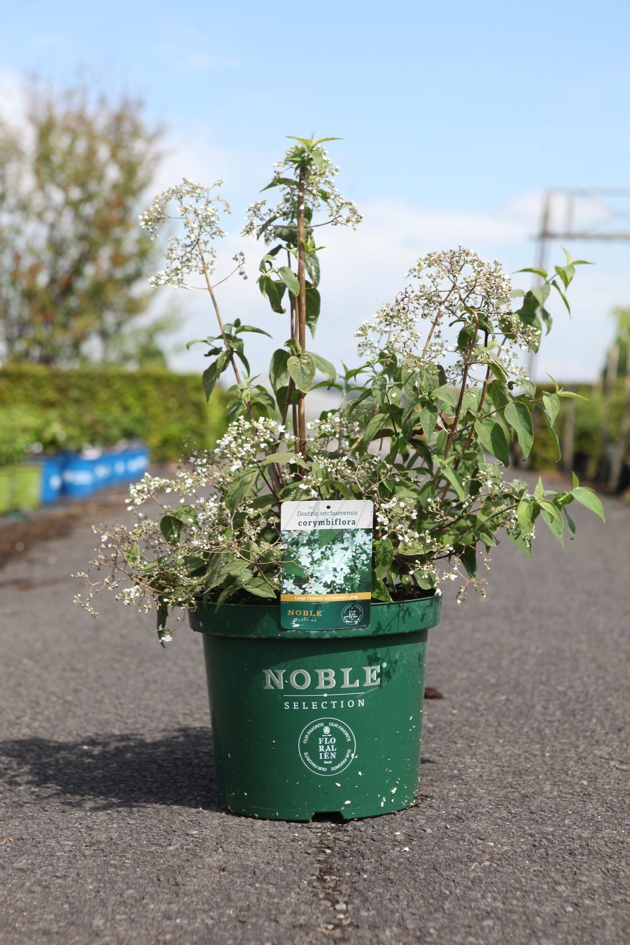 Deutzia setchuenensis corymbiflora