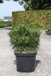 Pinus nigra 'Marie Bregeon' (PBR)