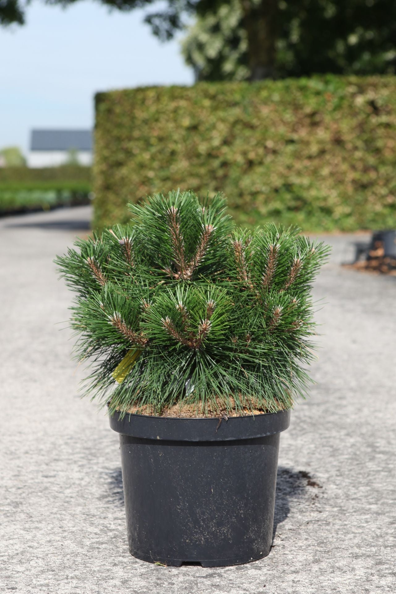 Pinus nigra 'Marie Bregeon' (PBR)