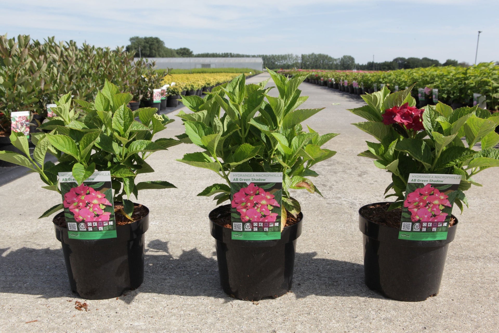 Hydrangea macrophylla ‘Bouquet Rose’ potted mophead hydrangea with emerging pink flowers in nursery setting