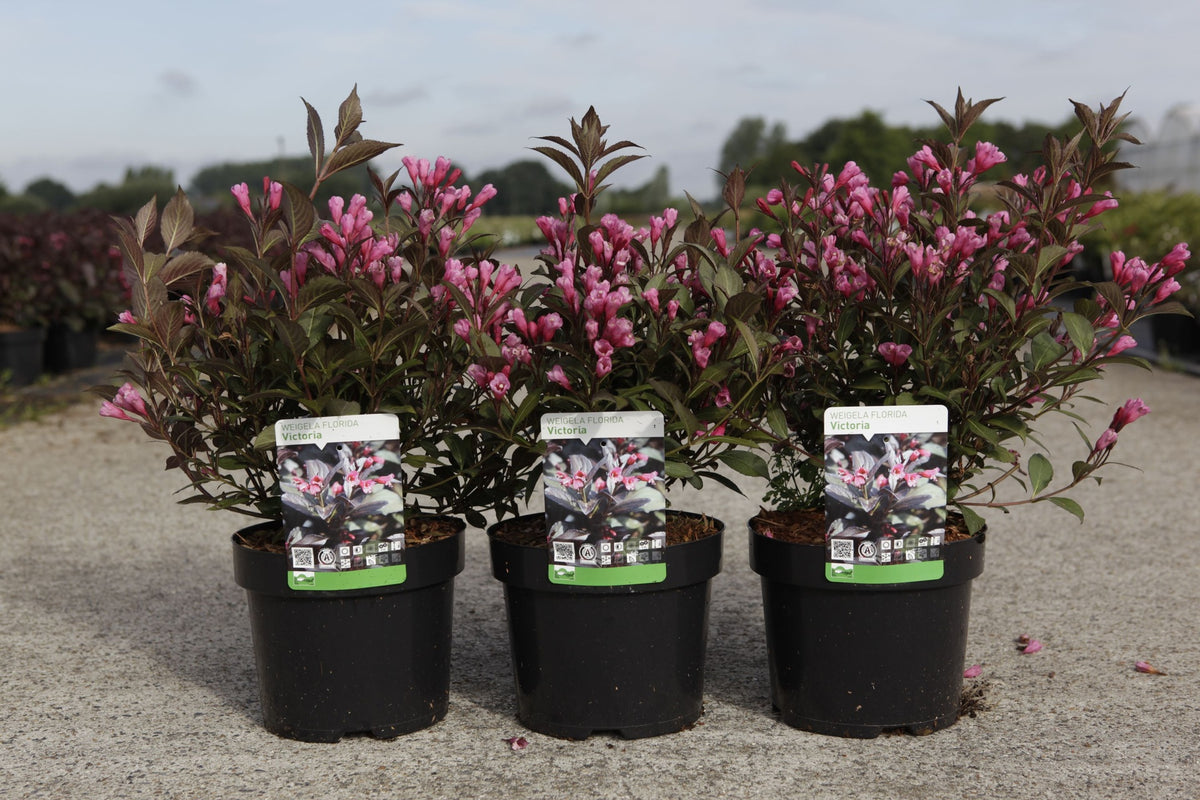 Weigela florida 'Victoria'