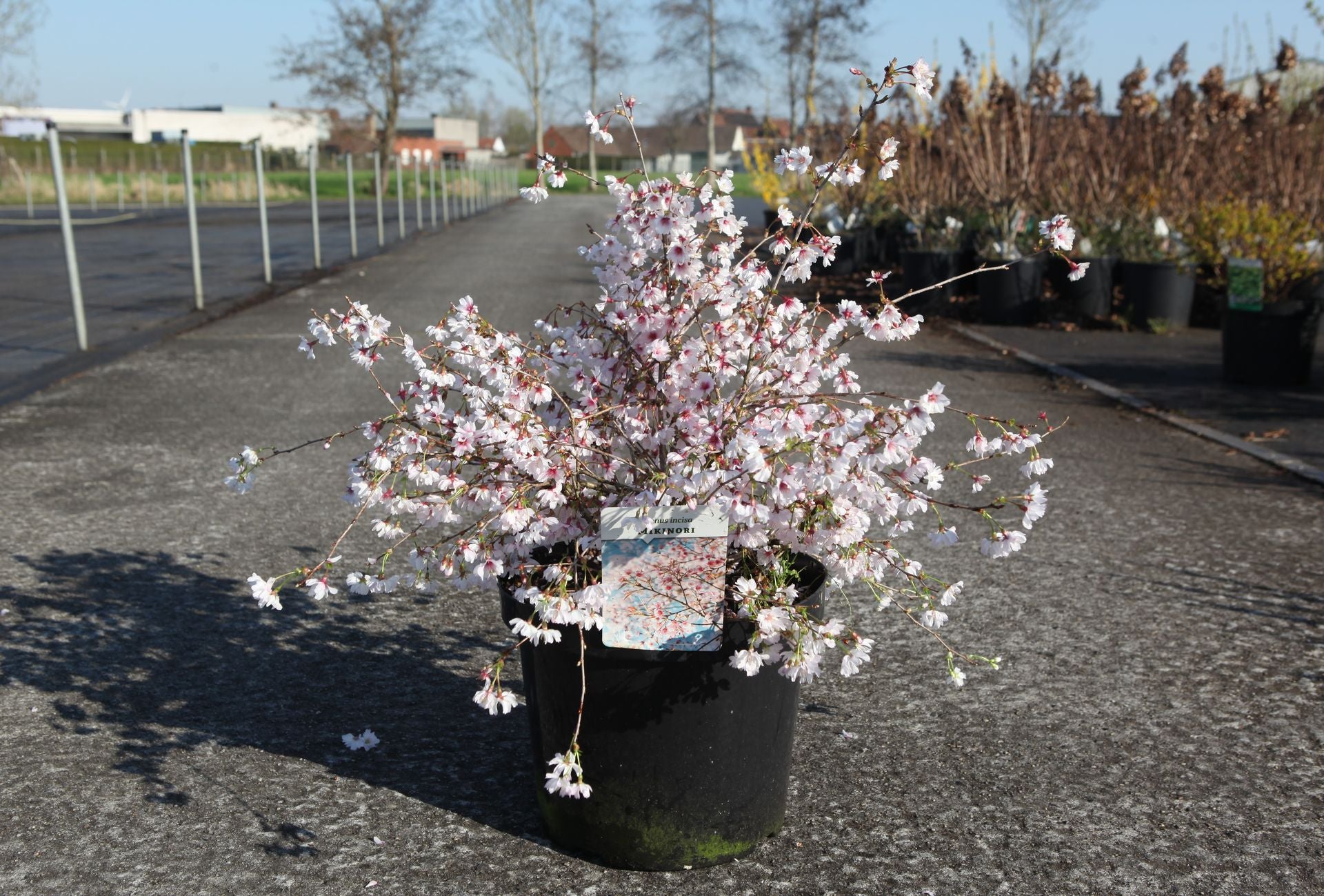 Prunus incisa 'Mikinori'