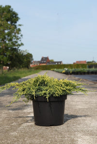 Juniperus squamata 'Dream Joy'