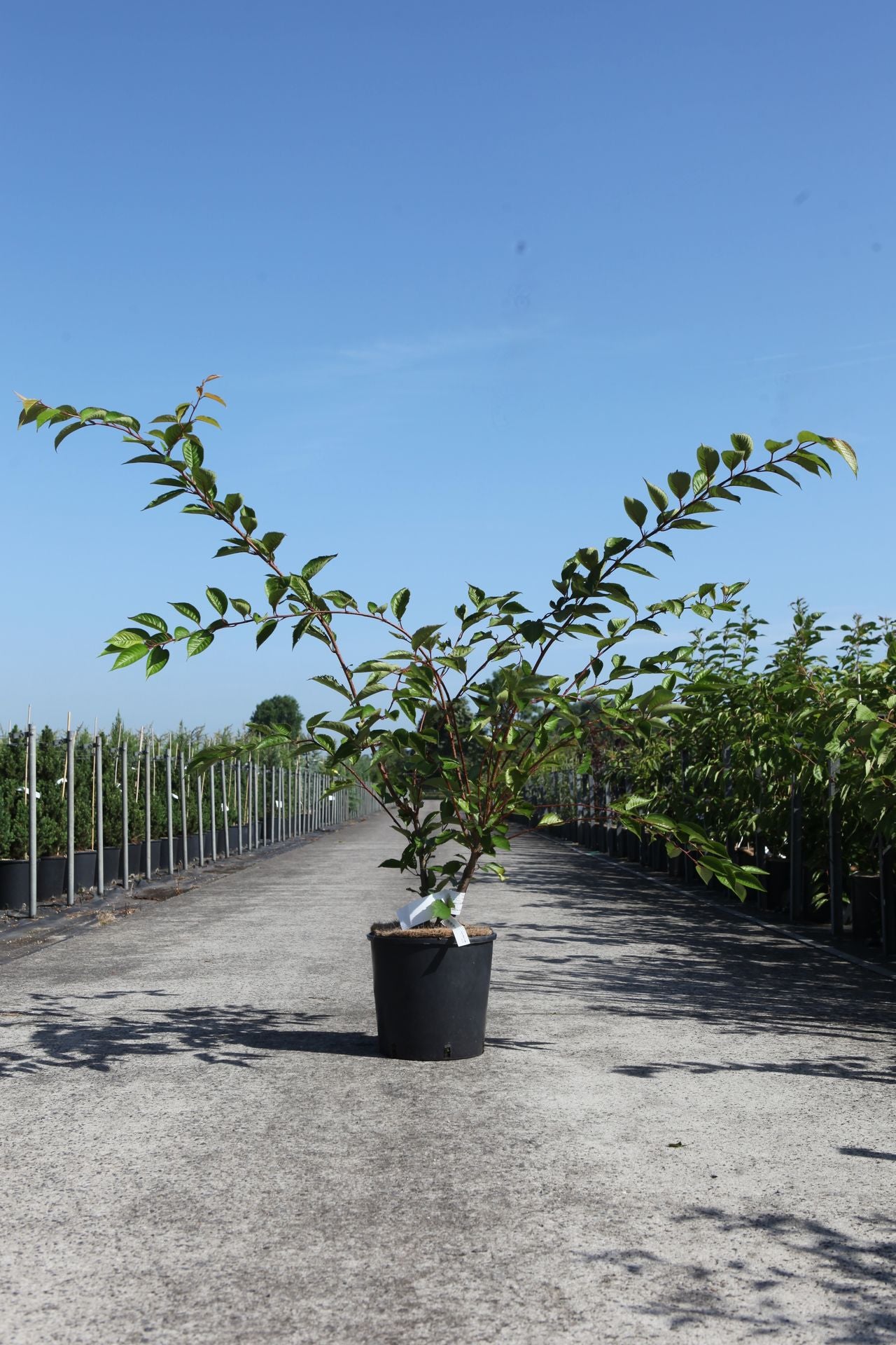 Prunus ROYAL FLAME (PBR)