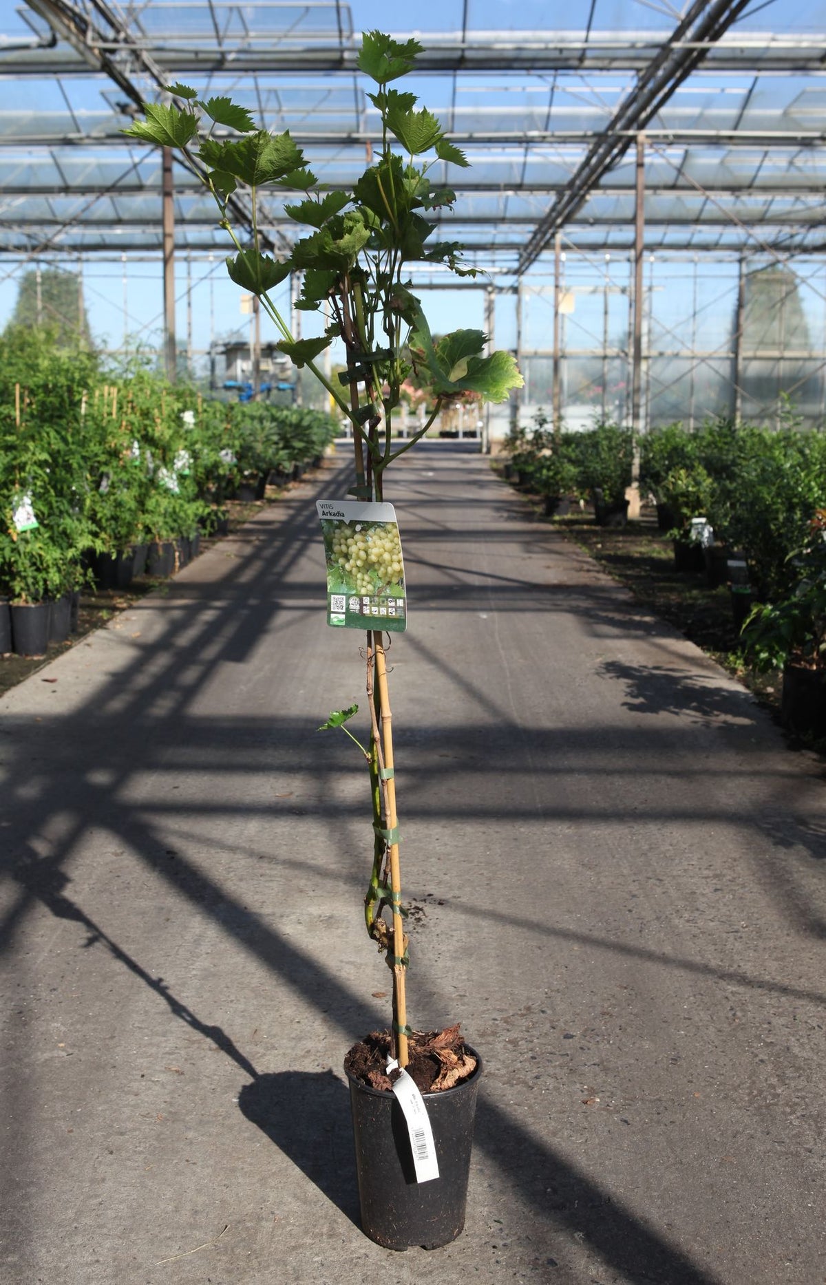 Vitis 'Arkadia'