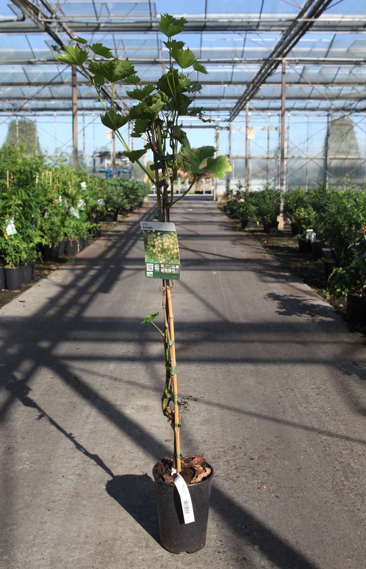Vitis 'Arkadia'