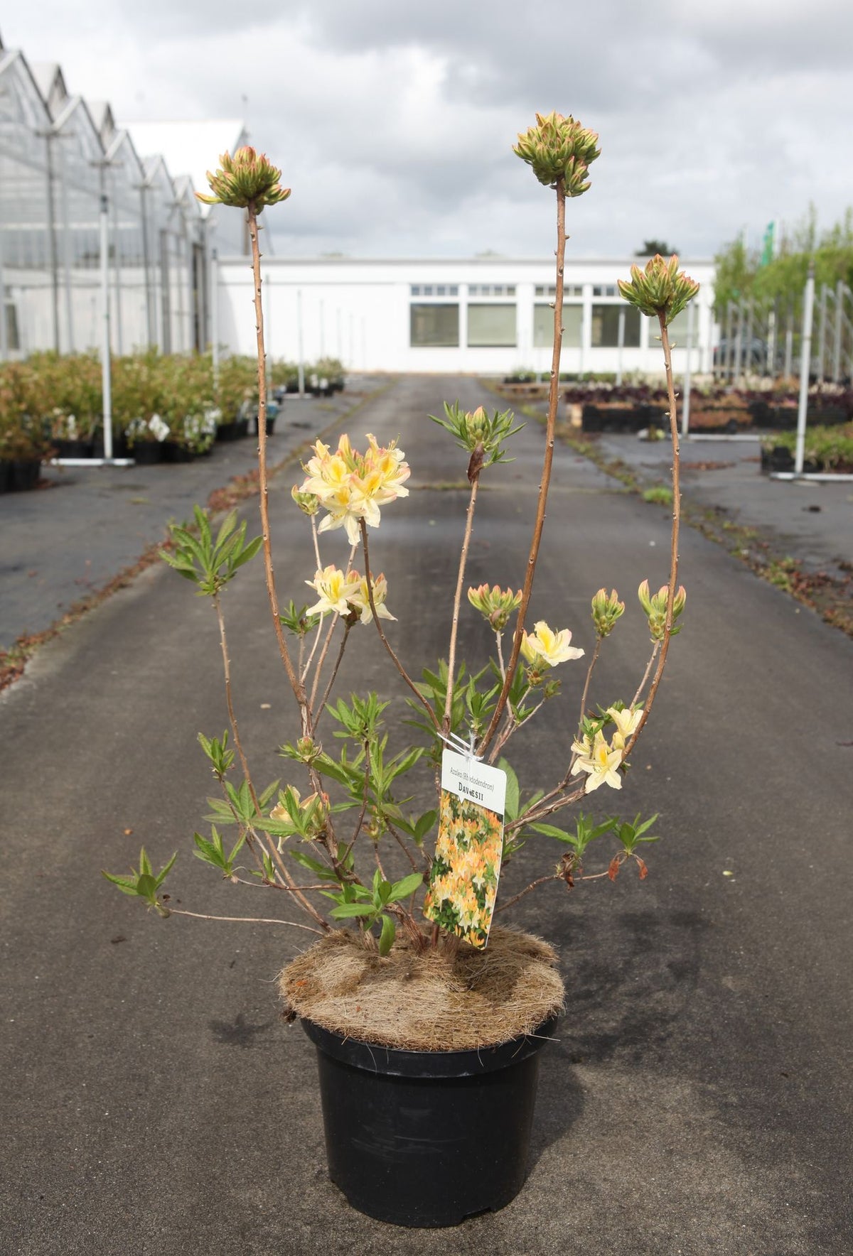 Azalea 'Daviesii'