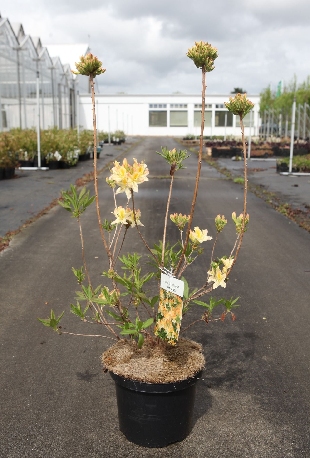 Azalea 'Daviesii'