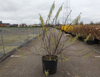 Stachyurus chinensis 'Celina'