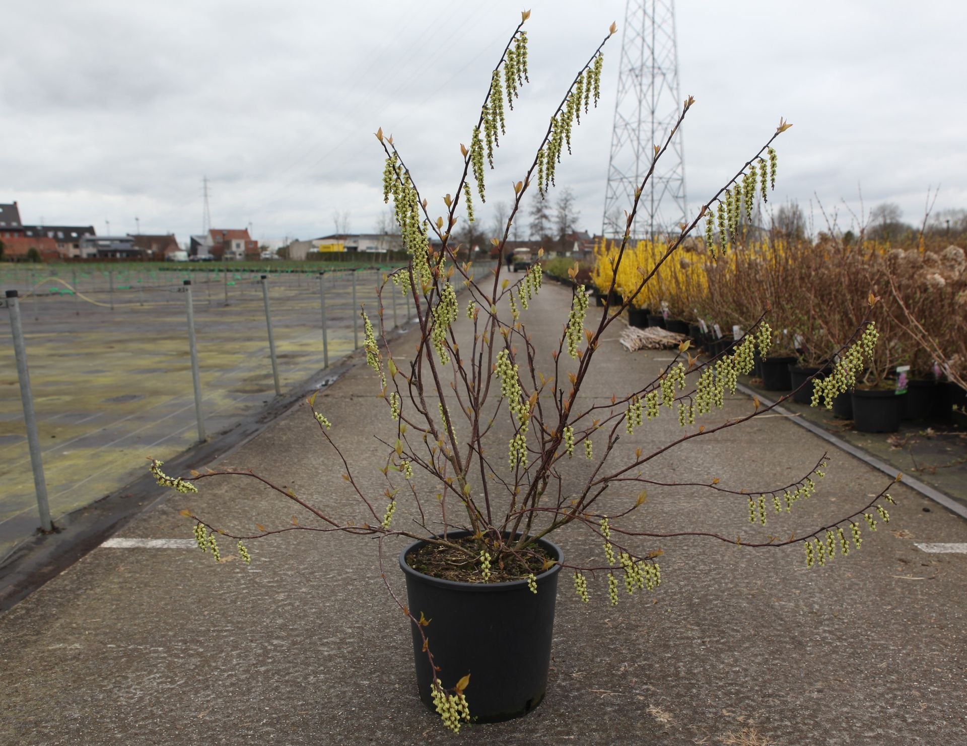 Stachyurus chinensis 'Celina'