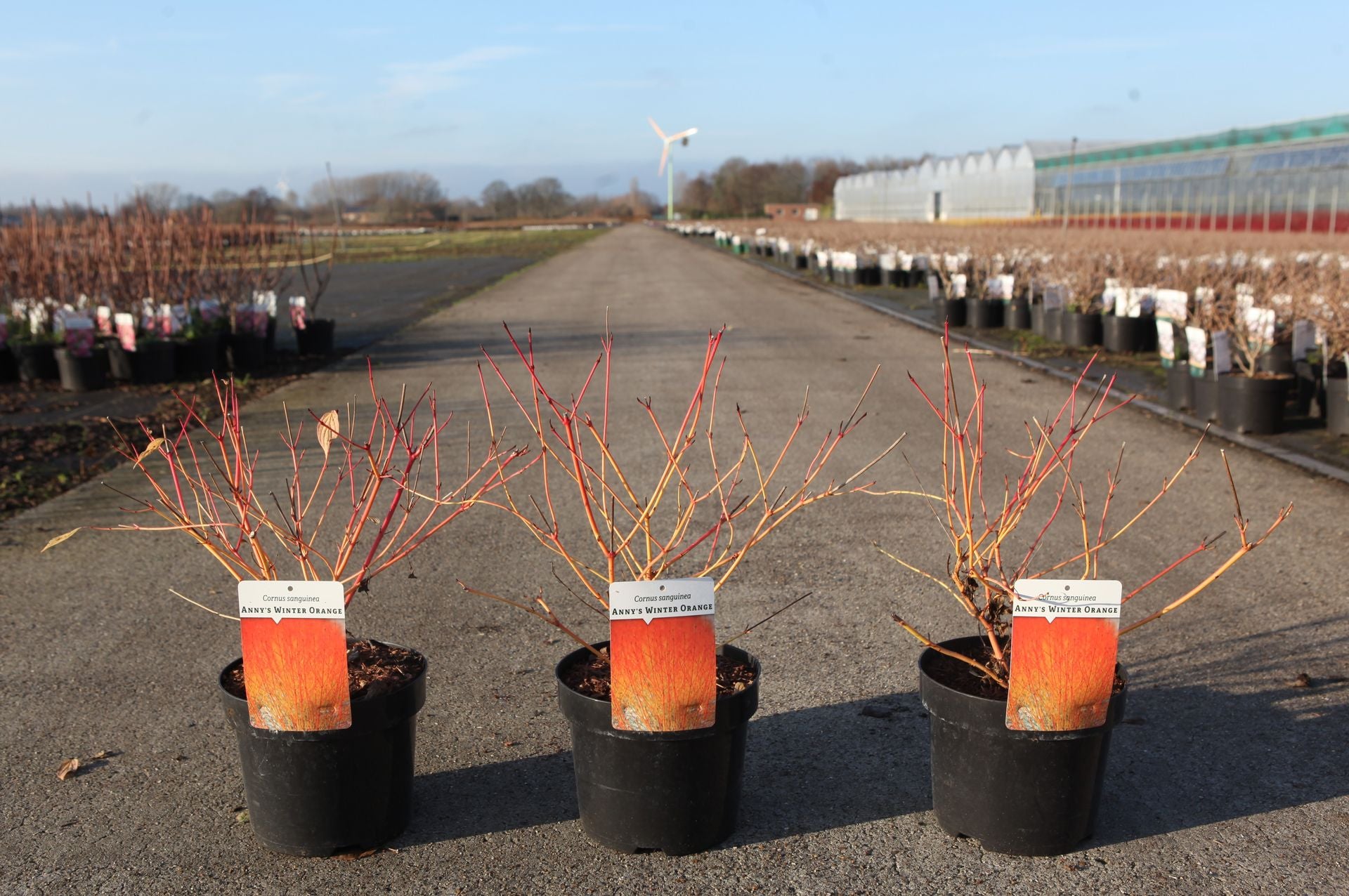 Cornus sanguinea 'Anny's Winter Orange'