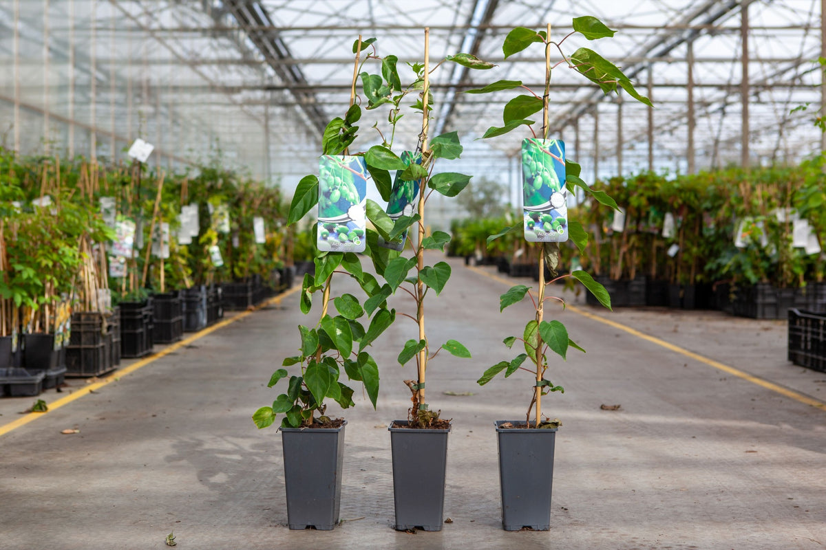 Actinidia arguta 'Issai'