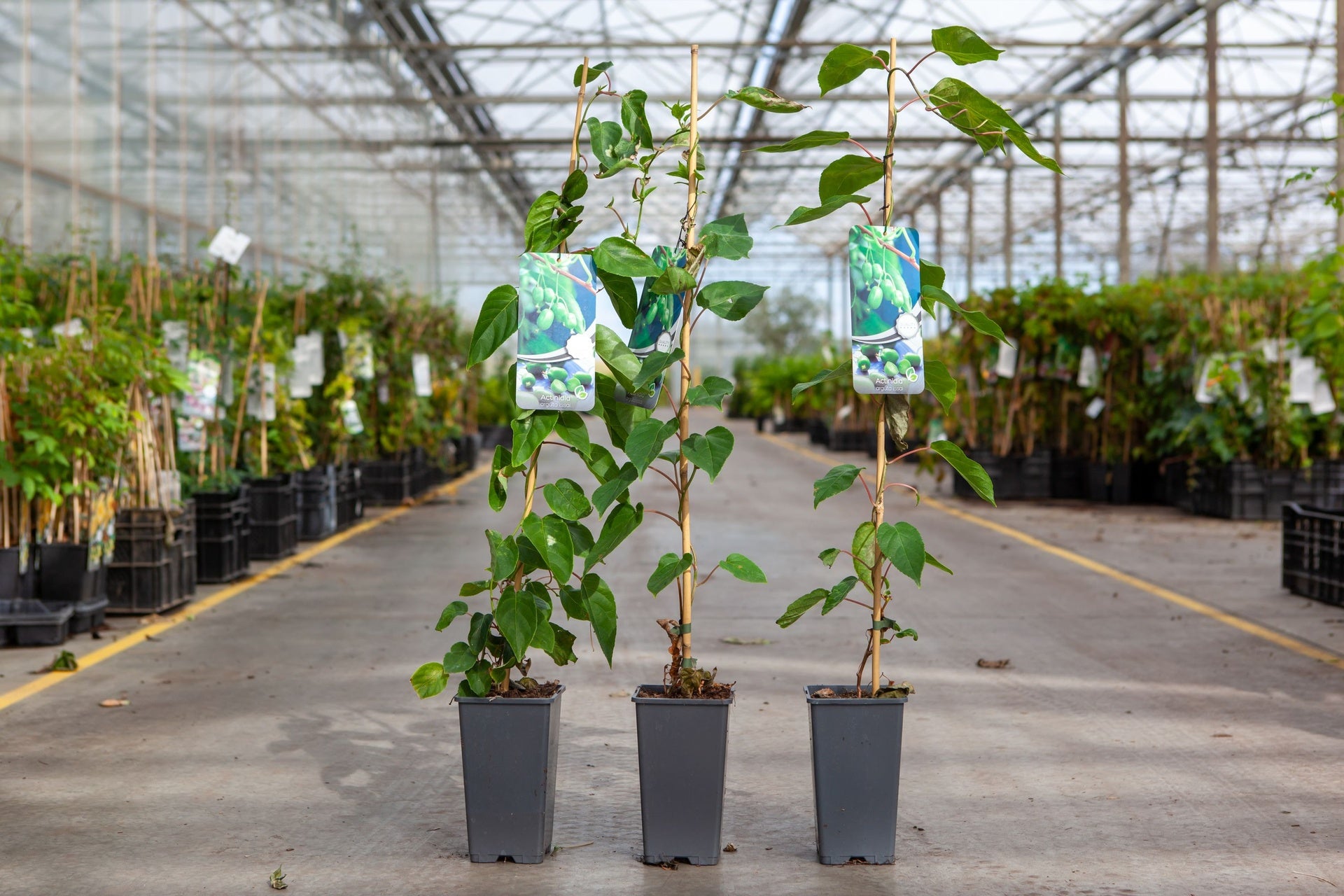 Actinidia arguta 'Issai'