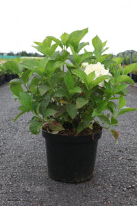 Hydrangea macrophylla ‘Soeur Thérèse’ in pot with fresh green foliage and emerging white mophead flower