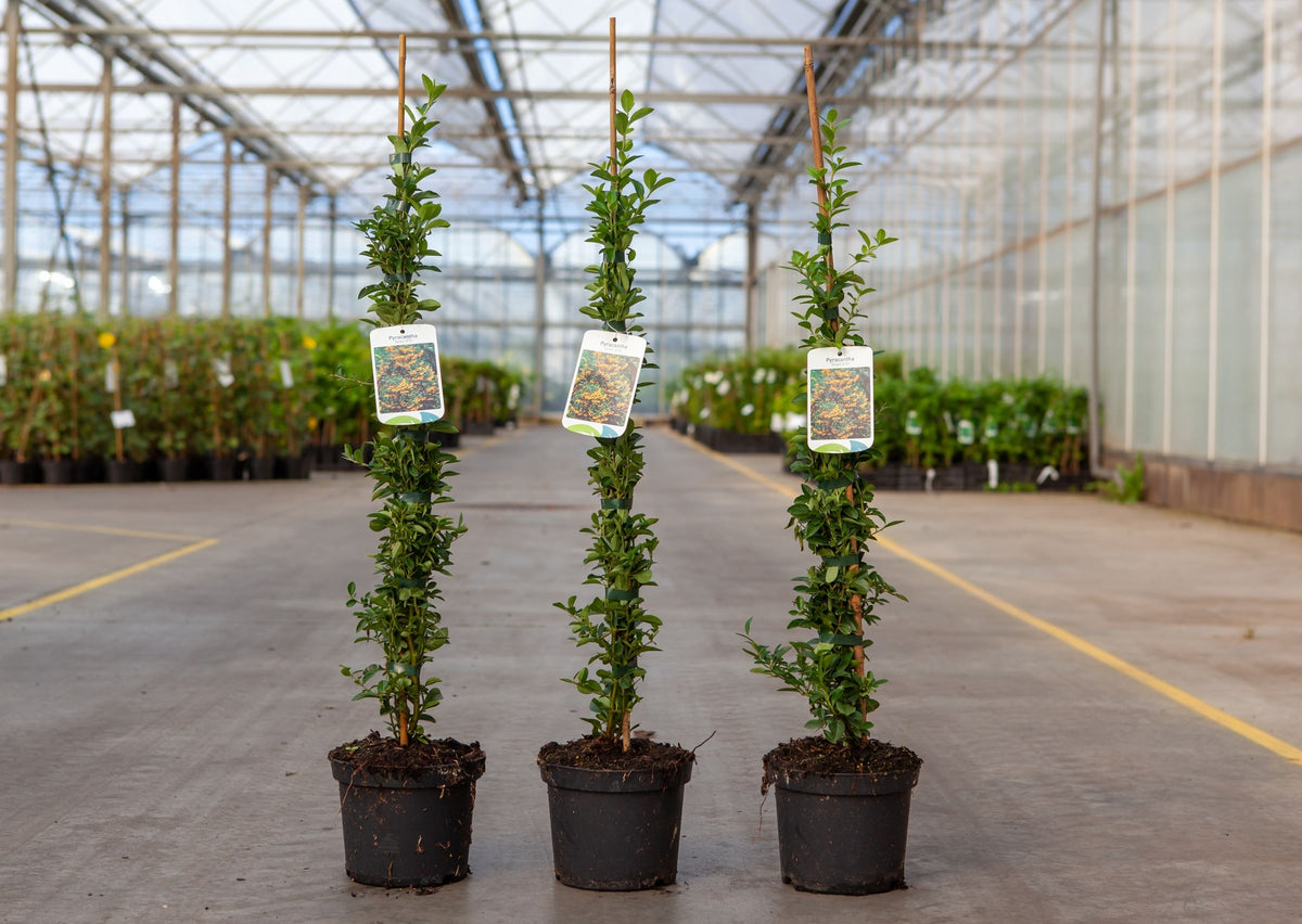 Pyracantha 'Soleil d'Or'