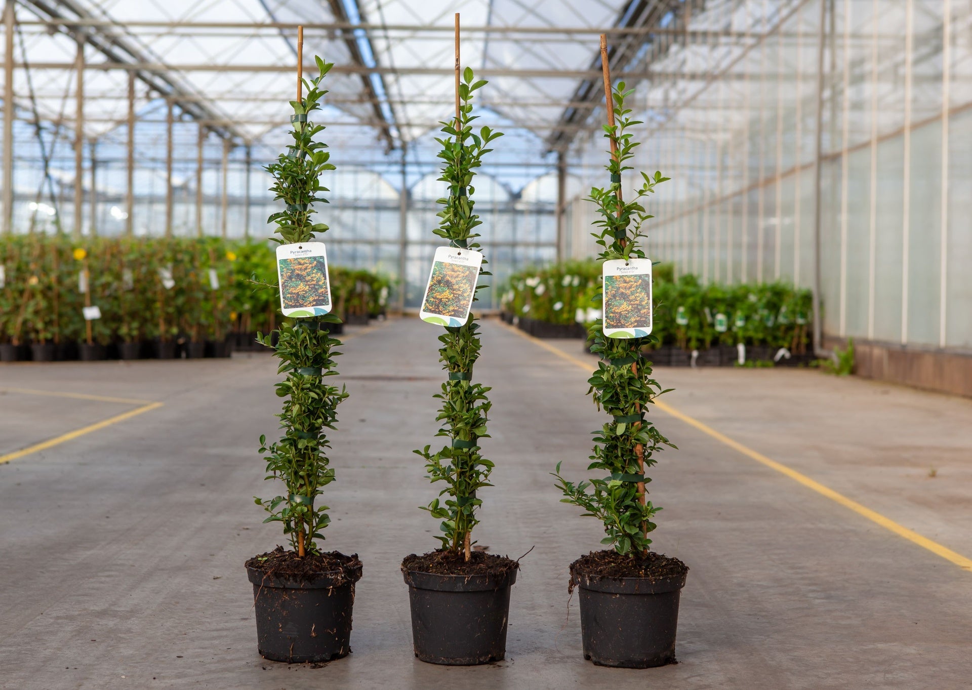 Pyracantha 'Soleil d'Or'