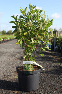 Clethra alnifolia 'Anne Bidwell'