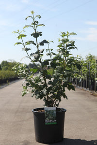 Viburnum opulus 'Roseum'