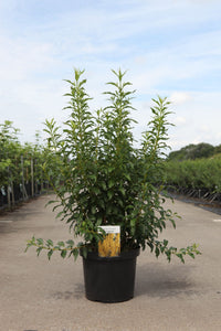 Forsythia intermedia MIKADOR (PBR)