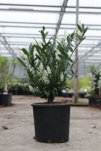 Prunus (L) laurocerasus 'Otto Luyken'