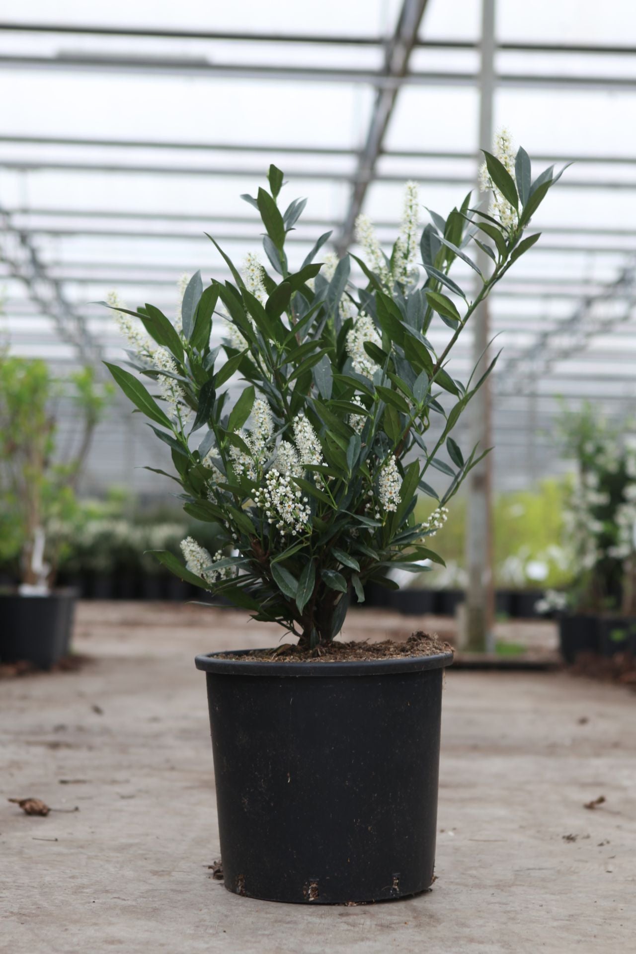 Prunus (L) laurocerasus 'Otto Luyken'
