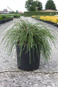Thuja plicata 'Whipcord'