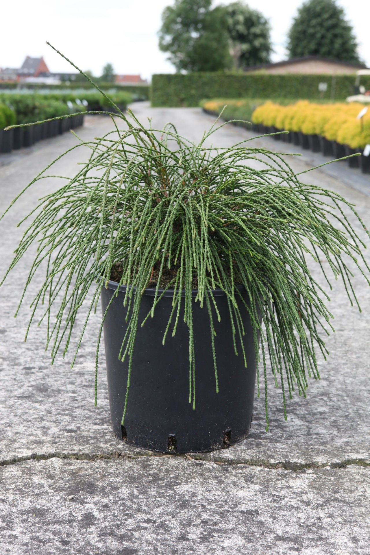 Thuja plicata 'Whipcord'