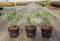 Exochorda macrantha First Editions© 'Lotus Moon©'