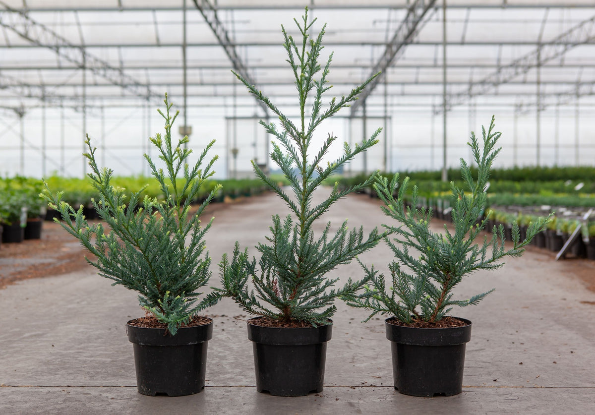Sequoia sempervirens 'Adpressa'