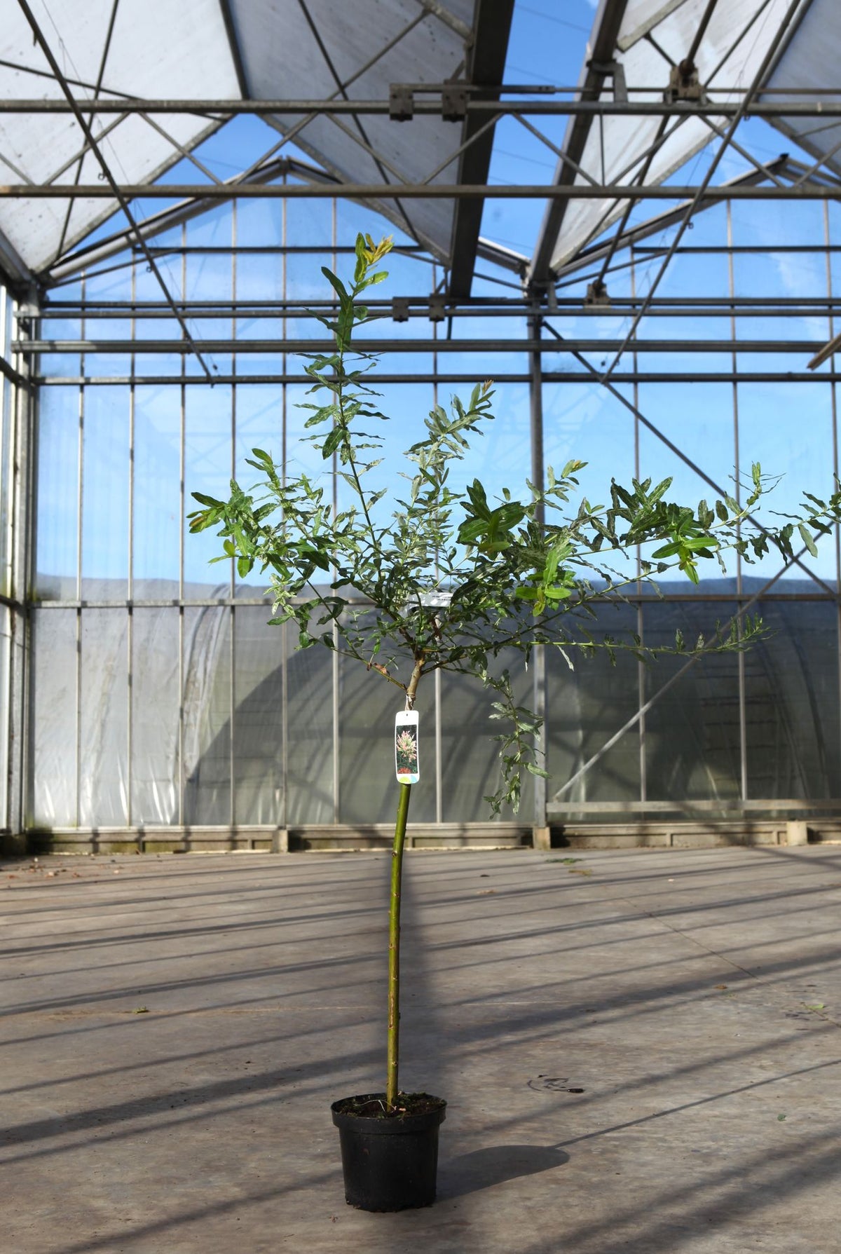 Salix integra 'Hakuro-nishiki'