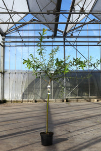 Salix integra 'Hakuro-nishiki'