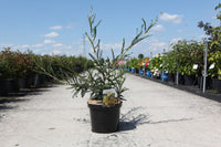 Sophora microphylla 'Sun King'