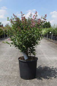 Syringa Bloomerang© DARK PURPLE (PBR)