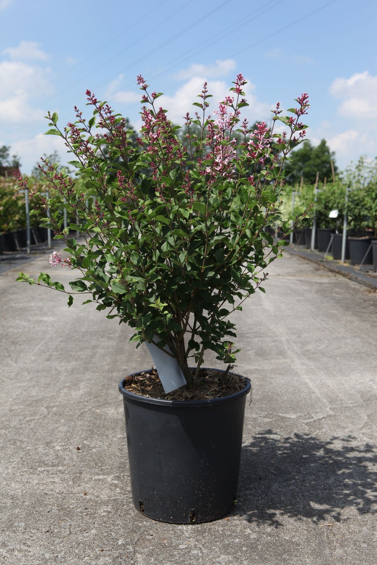 Syringa Bloomerang© DARK PURPLE (PBR)