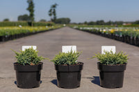 Juniperus squamata 'Holger'