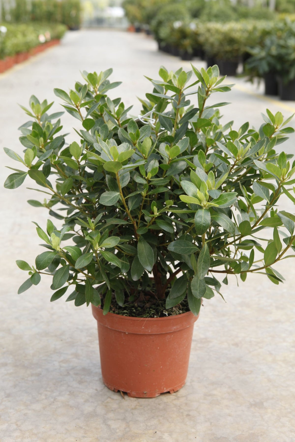 Azalea japonica 'Blaauw's Pink'