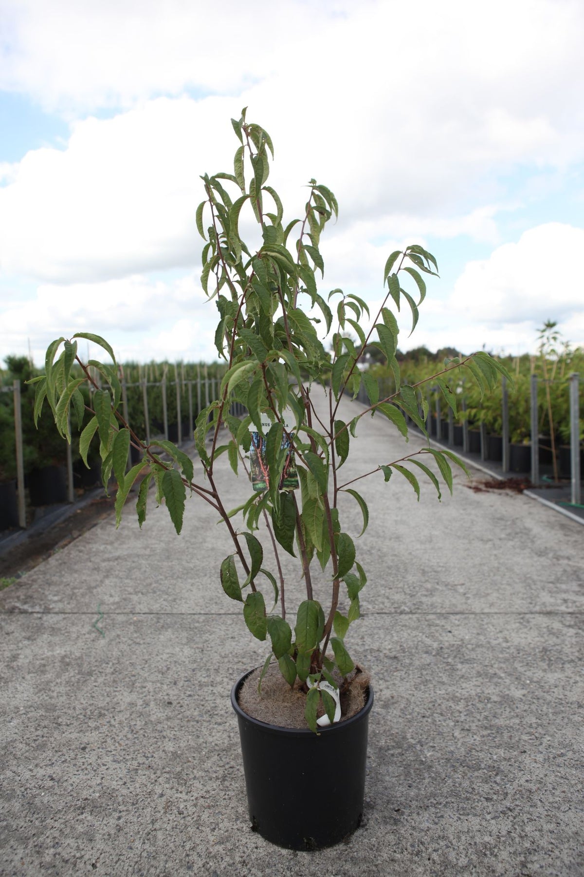 Prunus serrula