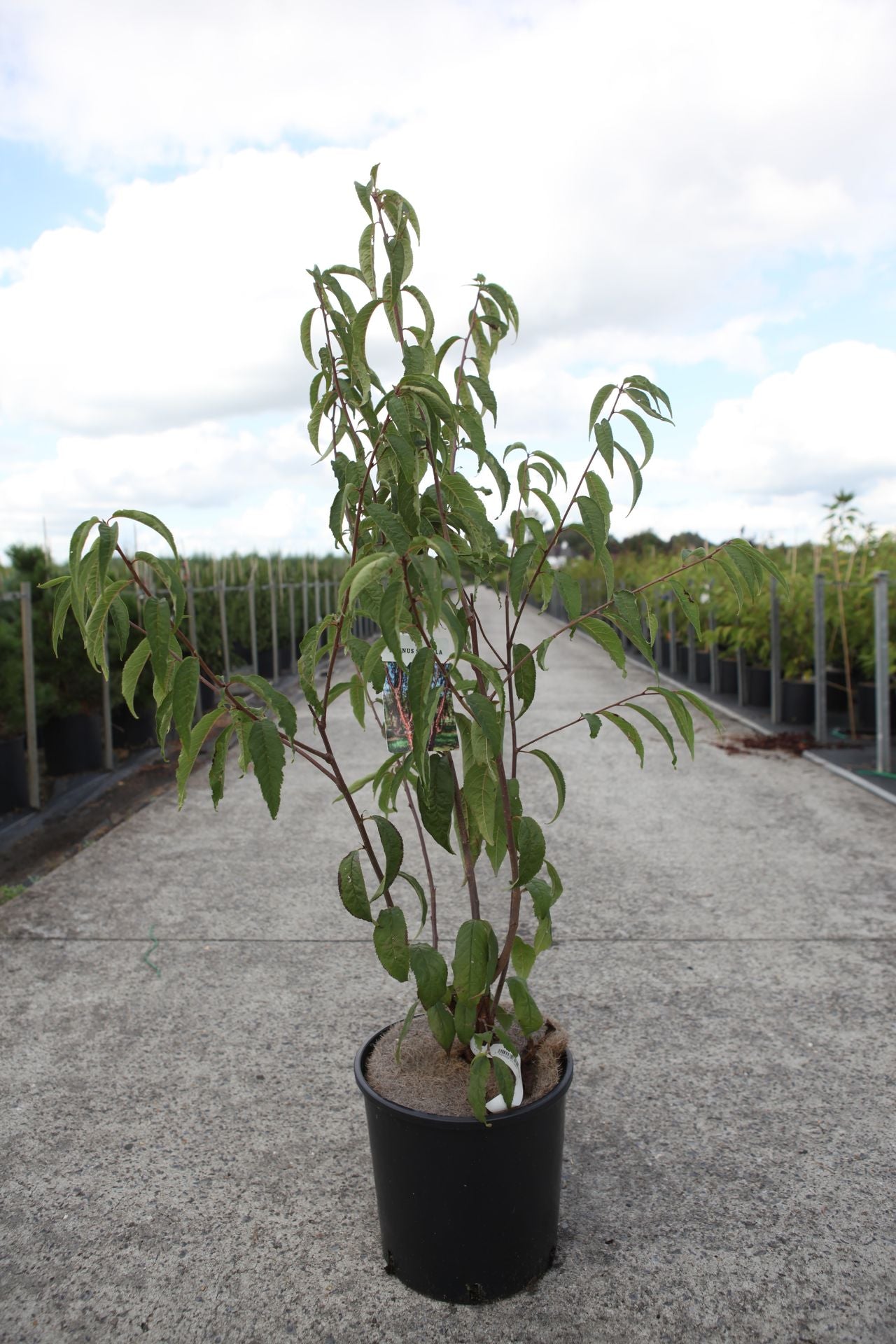 Prunus serrula