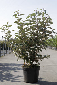 Elaeagnus ebbingei