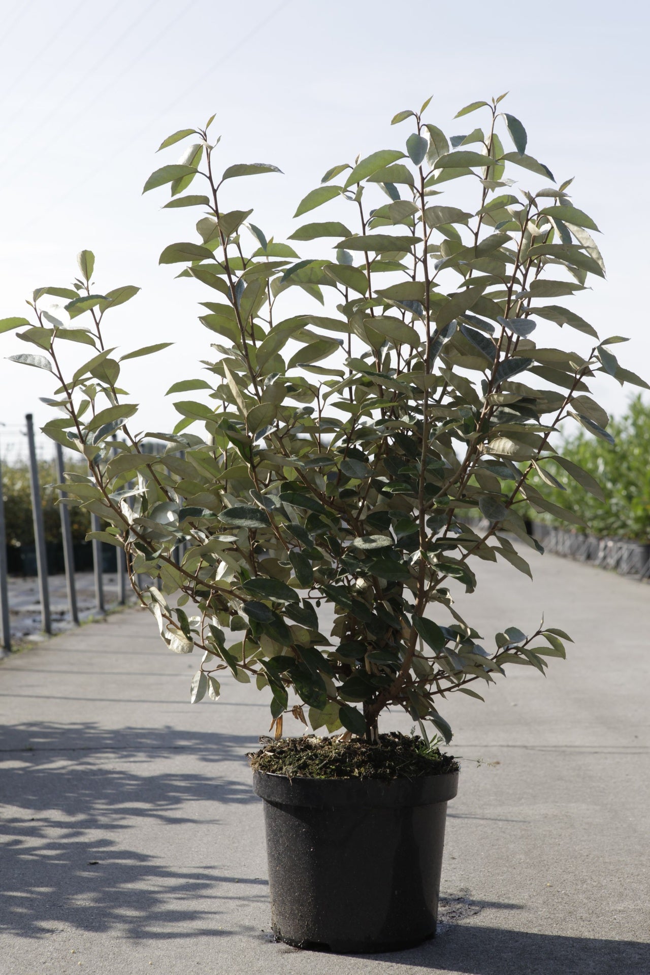 Elaeagnus ebbingei