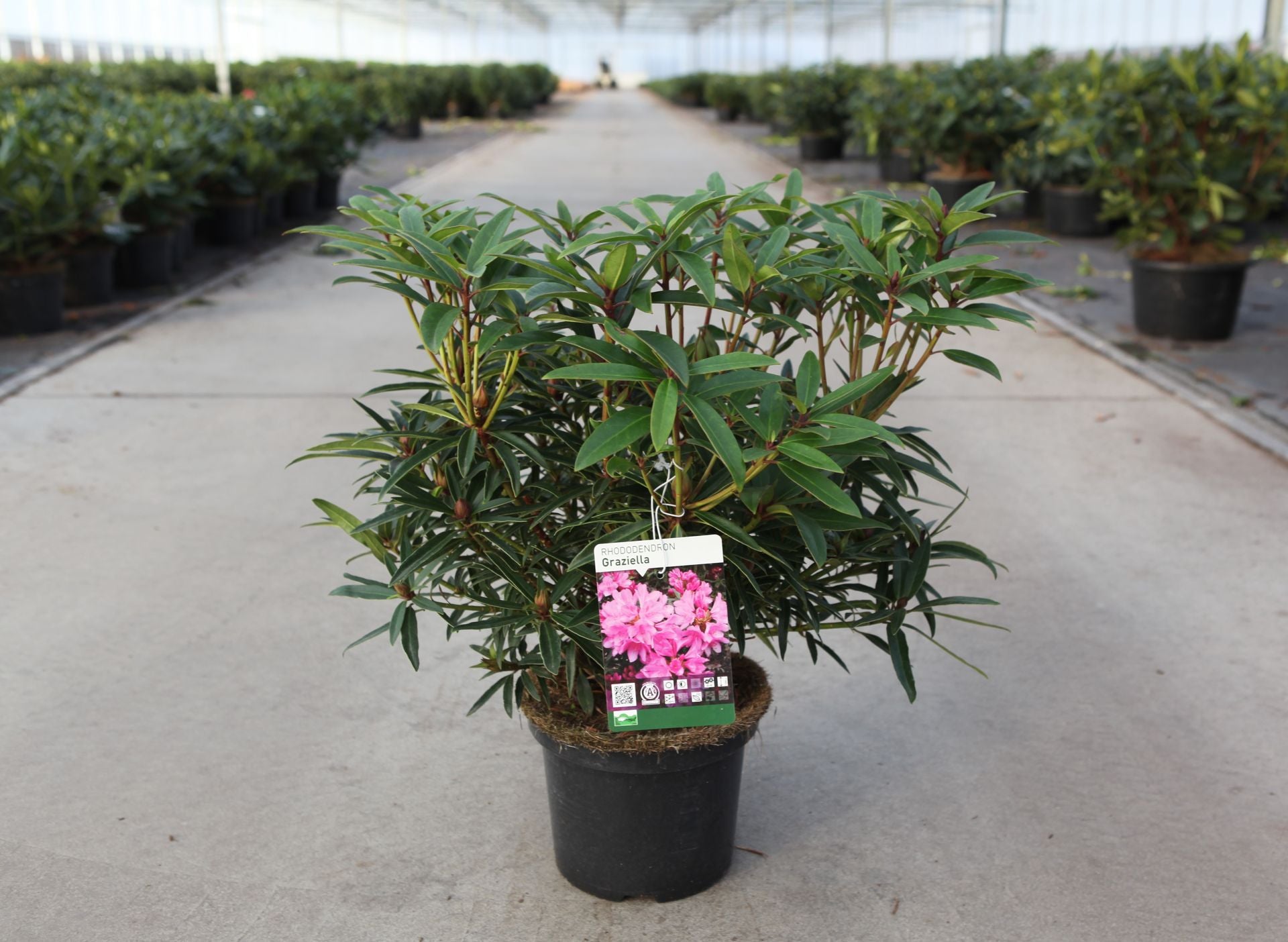 Rhododendron 'Graziella'