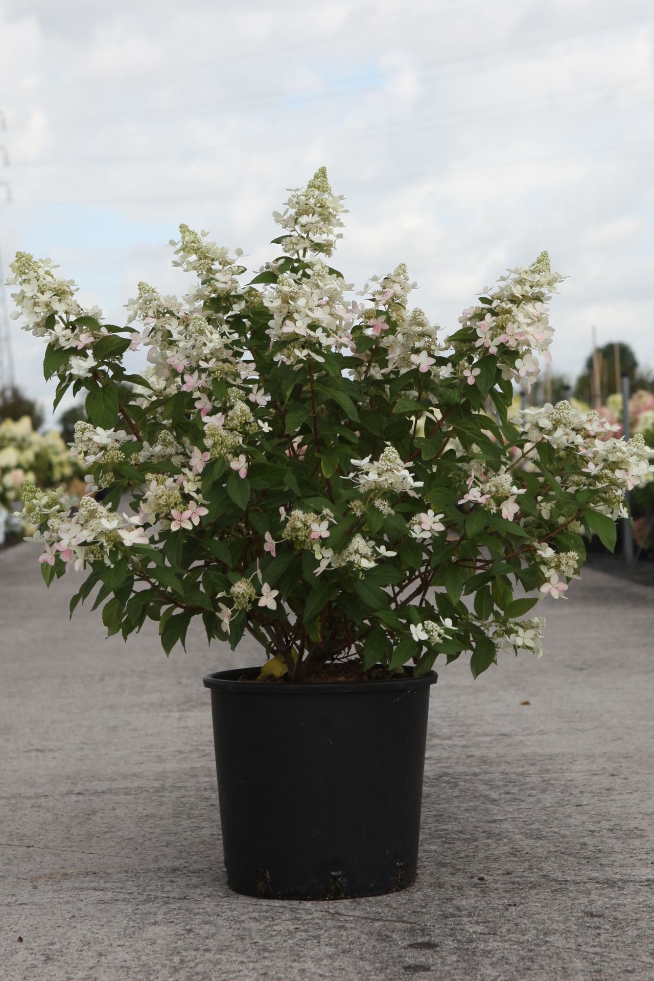Hydrangea paniculata ‘Confetti’ (PBR) compact shrub with airy white and soft pink flower panicles, ideal for small garden borders