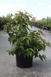 Stachyurus chinensis 'Celina'