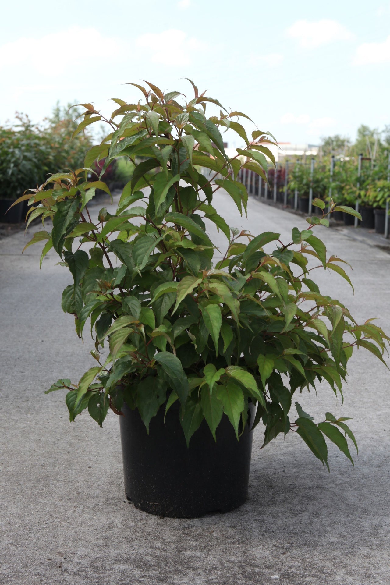 Stachyurus chinensis 'Celina'