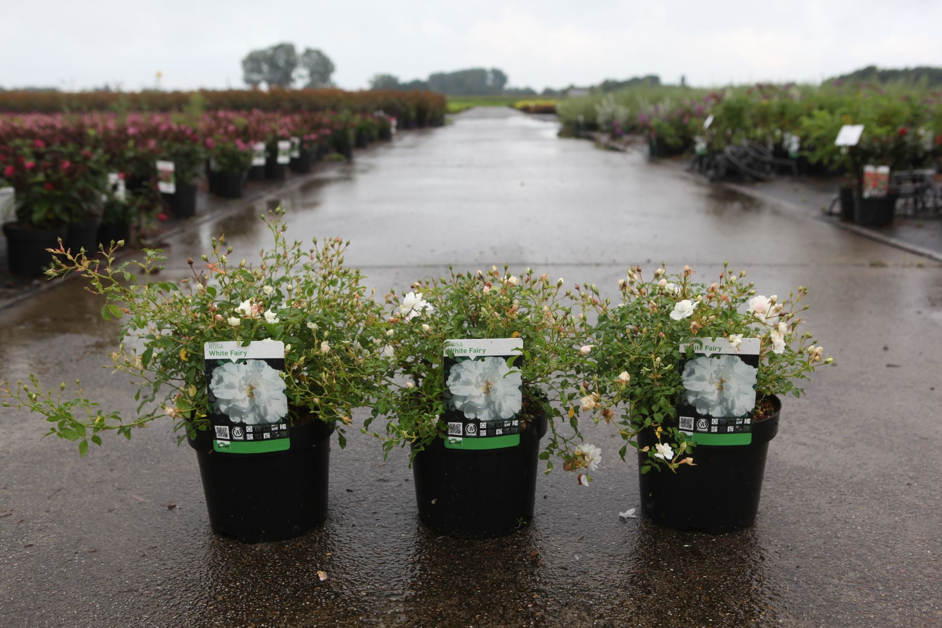 Rosa 'White Fairy'