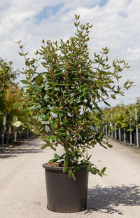 Viburnum burkwoodii 'Anne Russell'