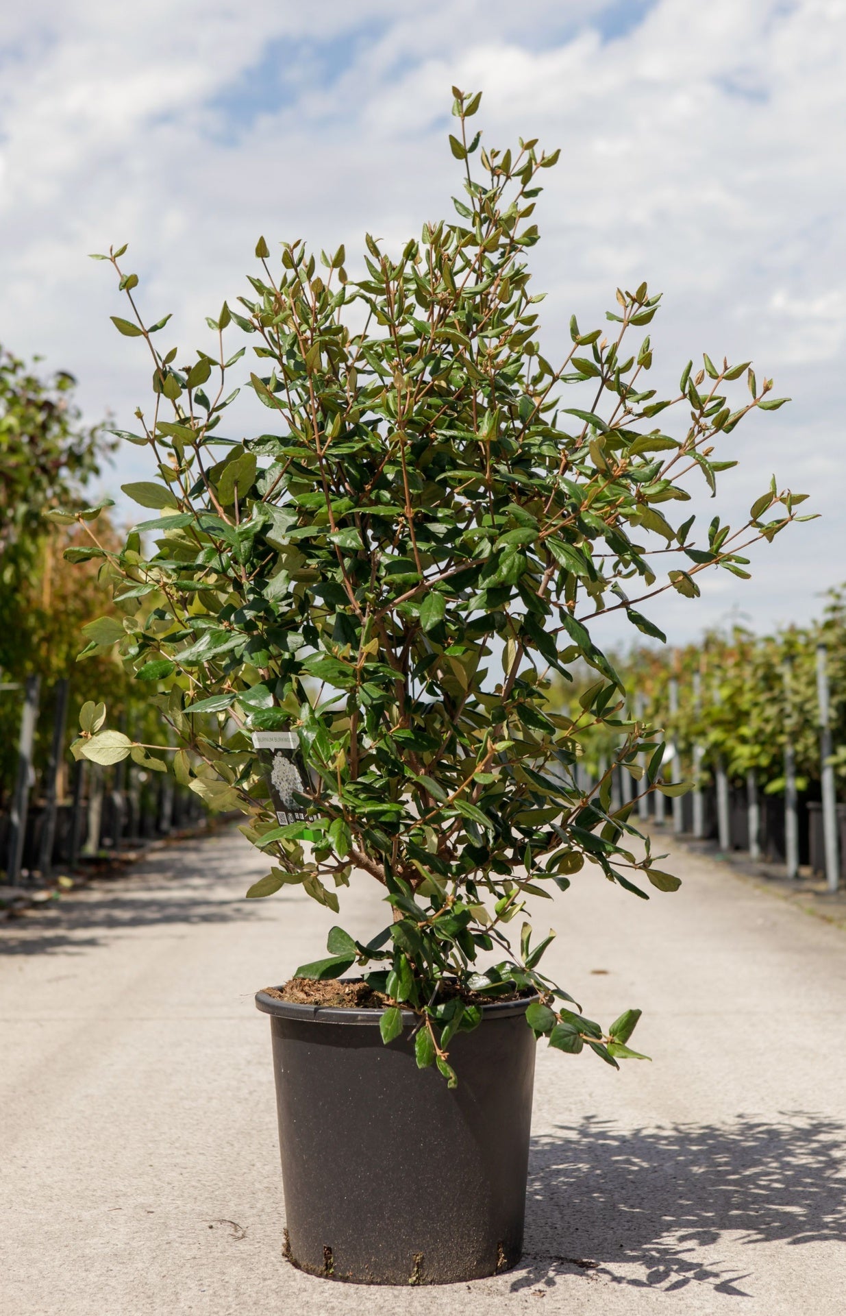 Viburnum burkwoodii 'Anne Russell'