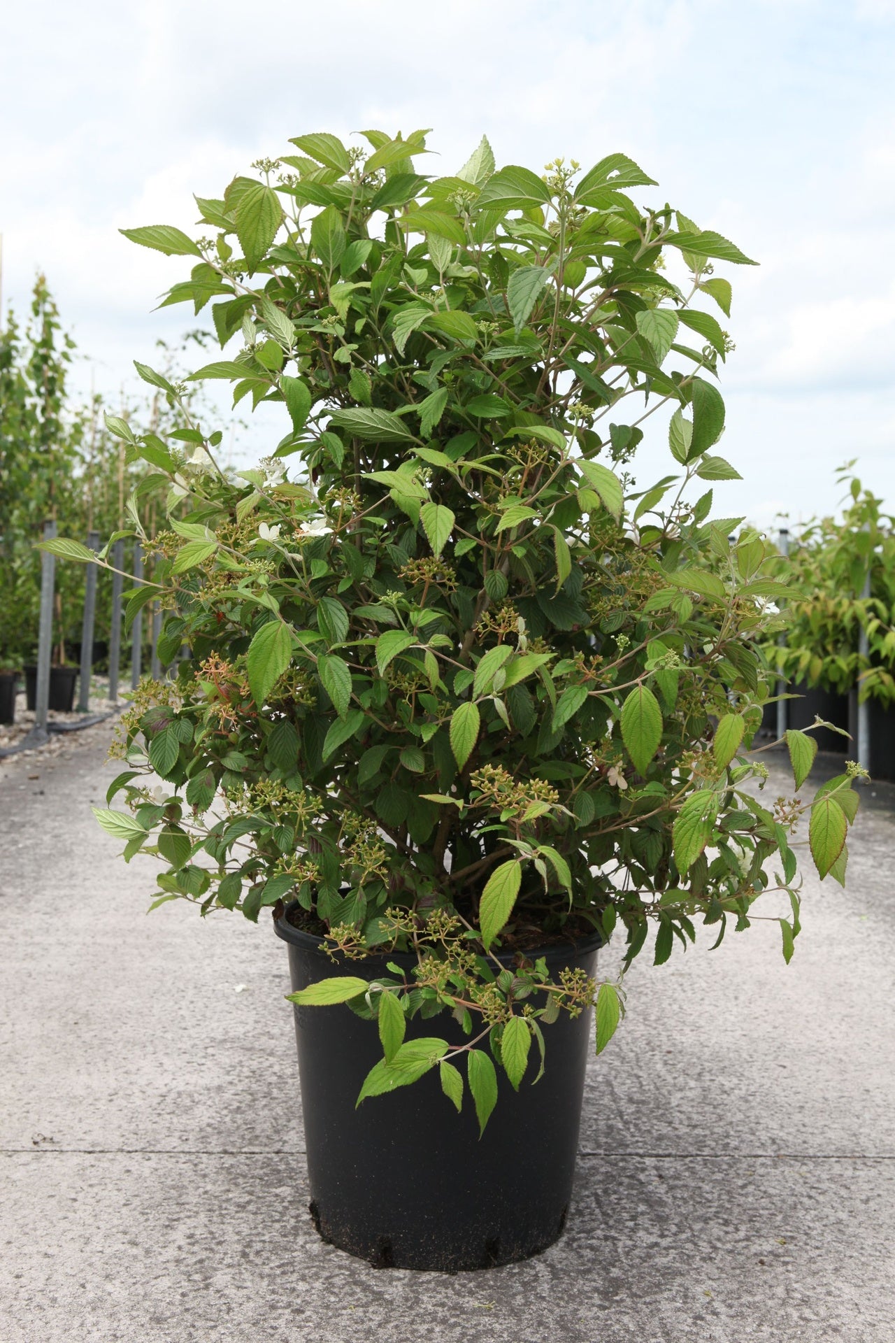 Viburnum plicatum 'Watanabe'
